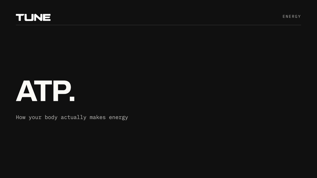 ATP, how your body actually makes energy