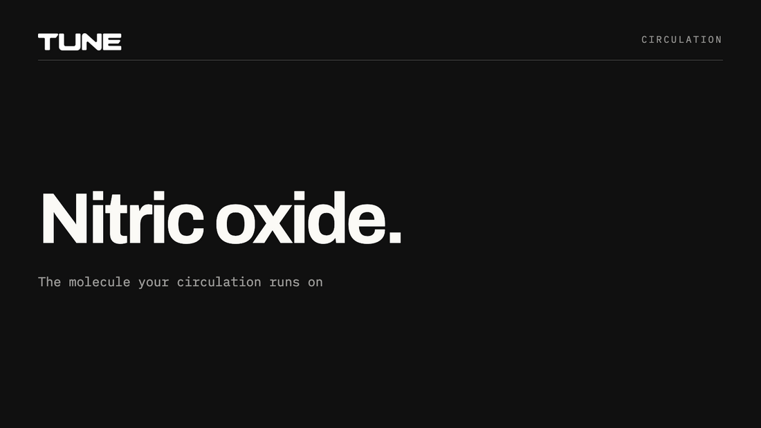 Nitric oxide, the molecule your circulation runs on